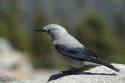 Clark's Nutcracker