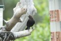 Brown Headed Cowbird