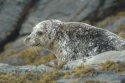 Common Seal