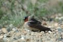 Cliff Swallow