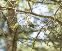 Crested Tit