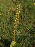 Common Twayblade