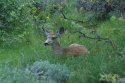 Mule Deer