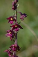 Dark Red Helleborine