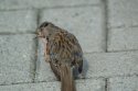 Dunnock