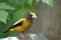 Evening Grosbeak