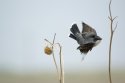 Eastern Kingbird