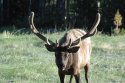 Elk