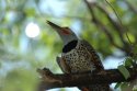 Northern Flicker