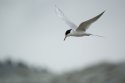 Forster's Tern