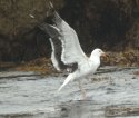 Great Black Backed Gull
