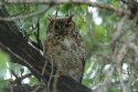 Great Horned Owl