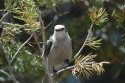 Gray Jay