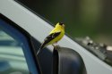 American Goldfinch