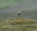 Golden Plover