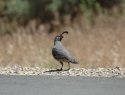 Gambel's Quail