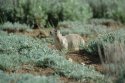 White Tailed Prairie Dog