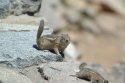 Golden Mantled Ground Squirrel
