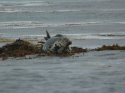 Grey Seal