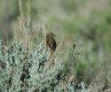 Green Tailed Towhee