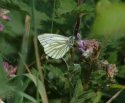 Green Veined White