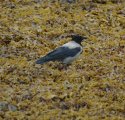 Hooded Crow
