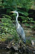 Grey Heron