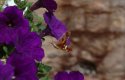 Hummingbird Hawkmoth