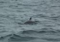 Harbour Porpoise