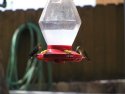 Broad Tailed Hummingbird