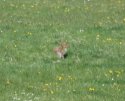 Irish Hare