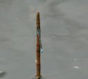 Irish Damselfly