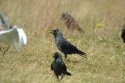 Jackdaw