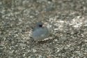 Dark Eyed Junco