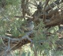 Juniper Titmouse