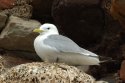 Kittiwake