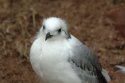Kittiwake