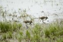 Lapwing