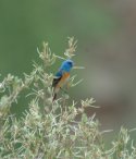 Lazuli Bunting