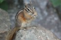 Least Chipmunk