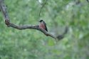 Lewis's Woodpecker