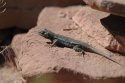 Sagebrush Lizard