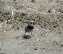 MacCowan's Longspur