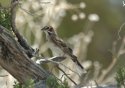 Lark Sparrow