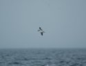 Manx Shearwater