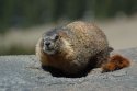 Yellow bellied Marmot