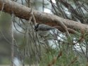 Mountain Chickadee