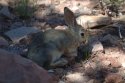 Mountain Cottontail