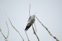 Mississippi Kite