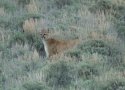 Mountain Lion